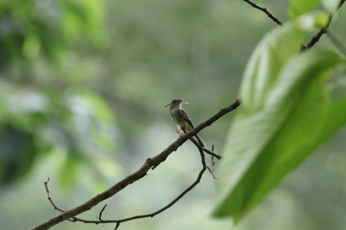 モリタイランチョウ属 - ML382687601