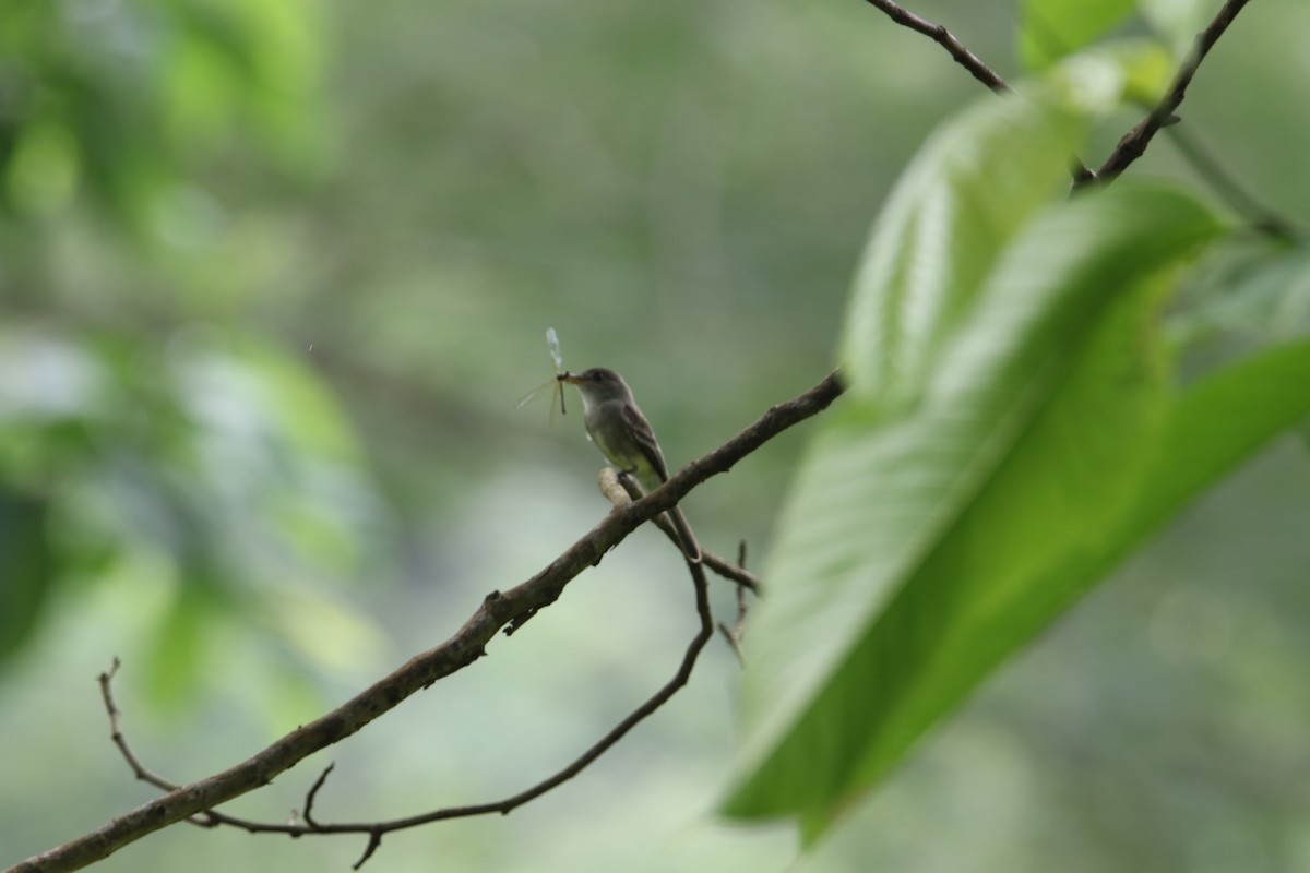 モリタイランチョウ属 - ML382687631