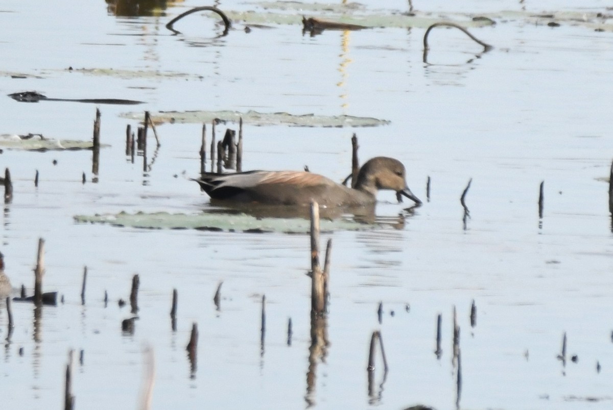 Gadwall - ML382687651