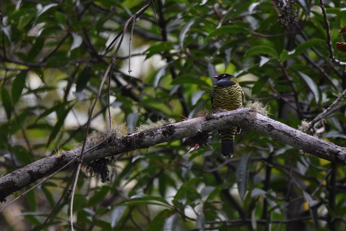 Barred Fruiteater - ML382688101