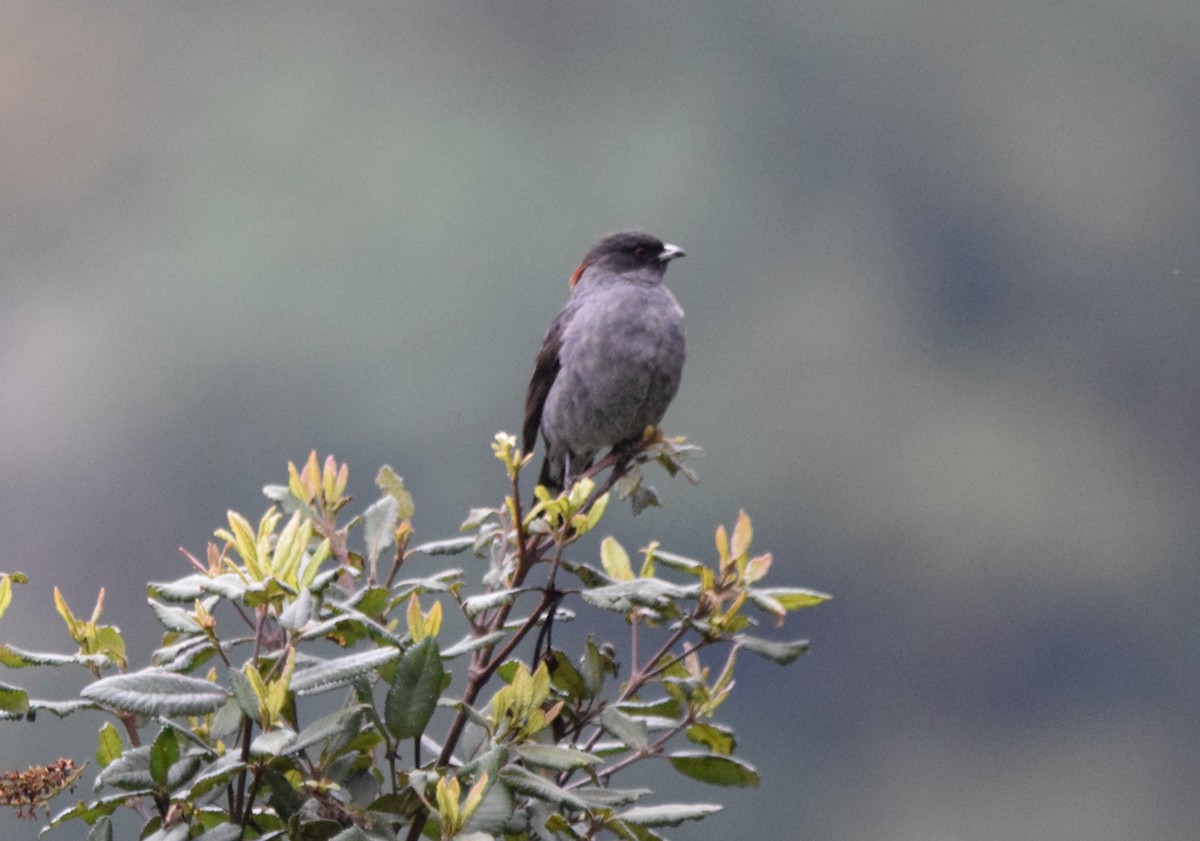 Cotinga à huppe rouge - ML382688161