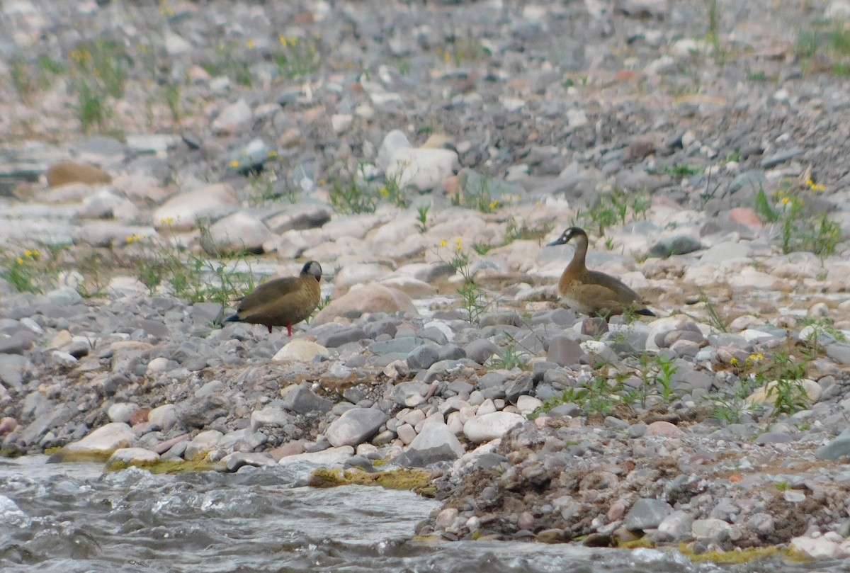 Pato Brasileño - ML382688231