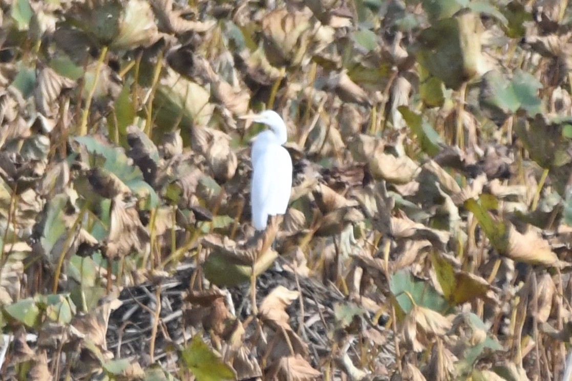 Great Egret - ML382688501