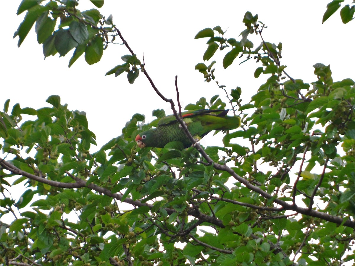 Amazona Tucumana - ML382688811