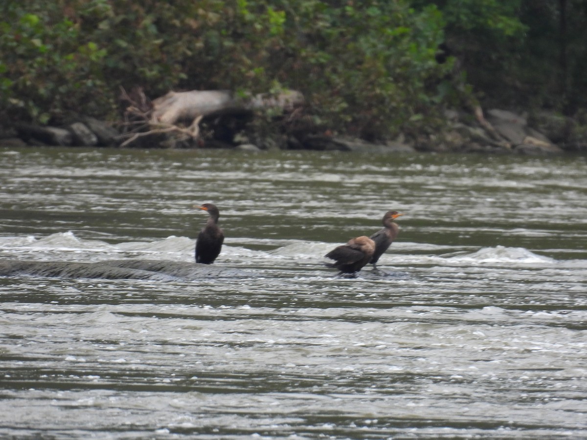 Double-crested Cormorant - ML382689621