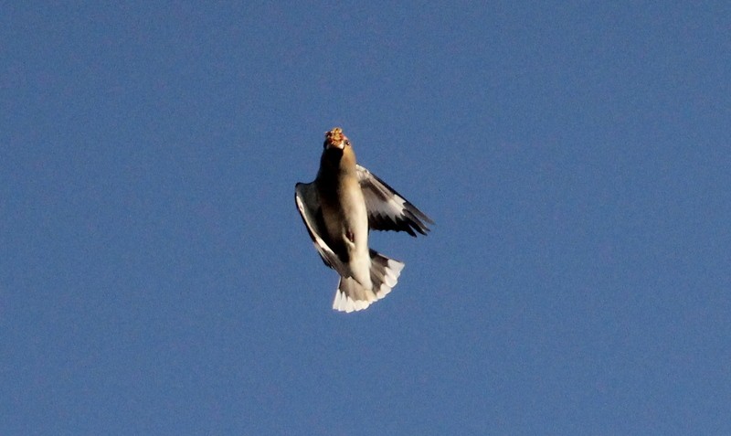 Hawfinch - ML382690231