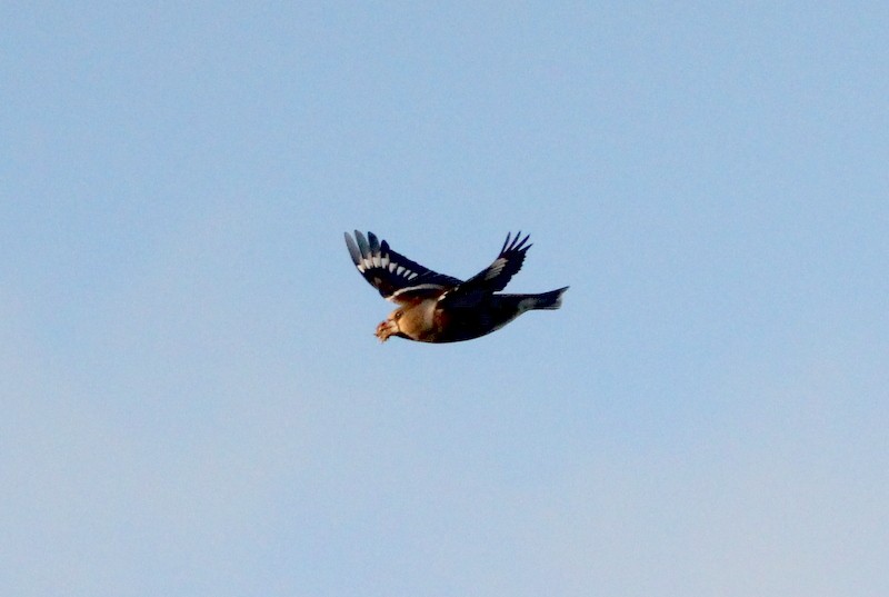 Hawfinch - ML382690281