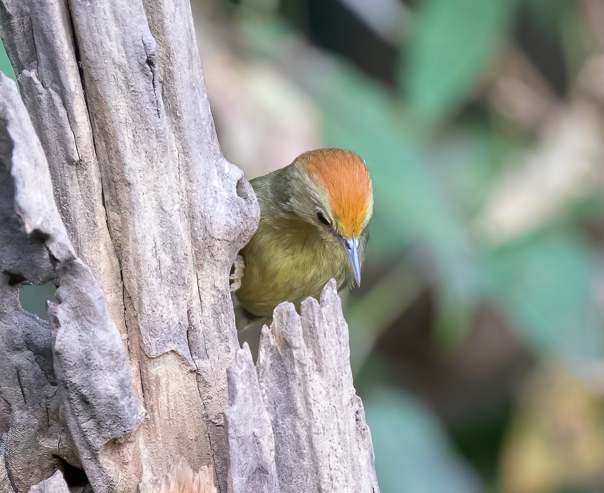 Rufous-capped Babbler - Jian Mei