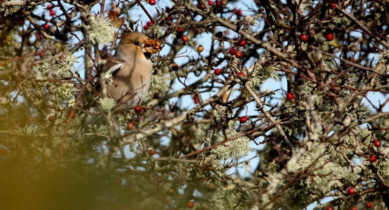 Hawfinch - ML382692391