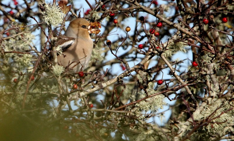 Hawfinch - ML382692401