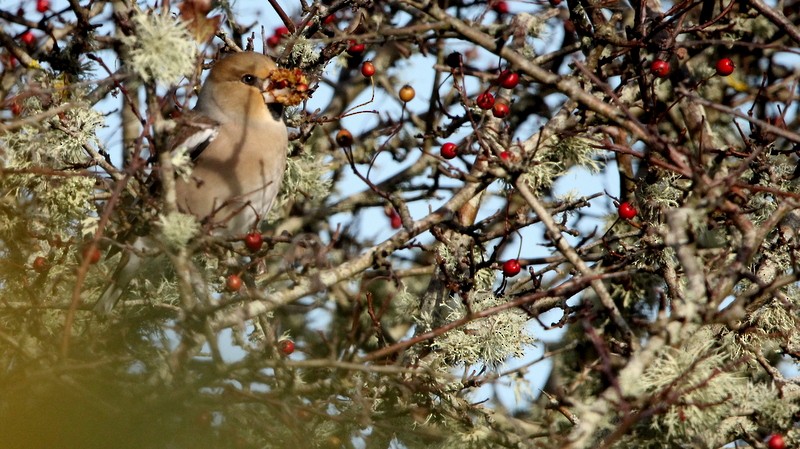 Hawfinch - ML382692411