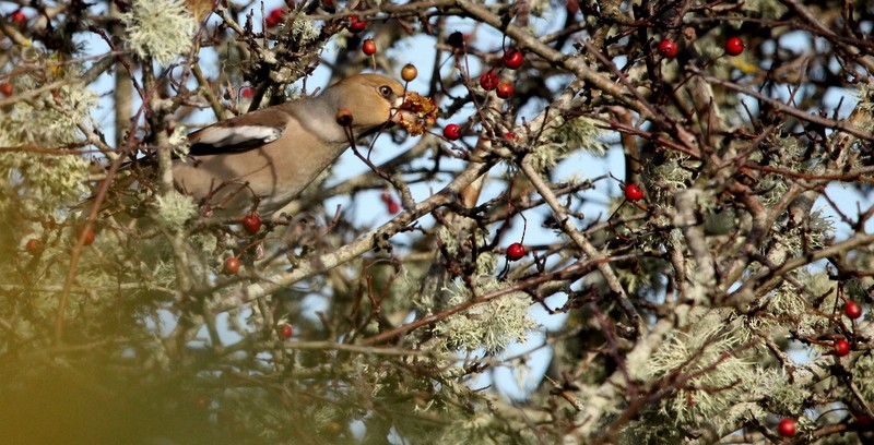 Hawfinch - ML382692421