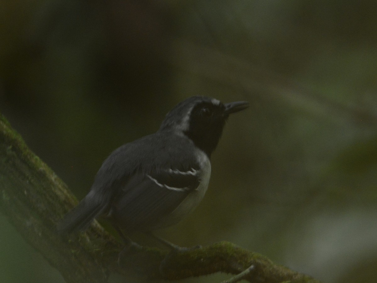 Black-faced Antbird - ML38269261