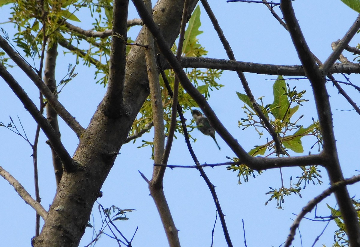 Colibrí de Burmeister - ML382694911