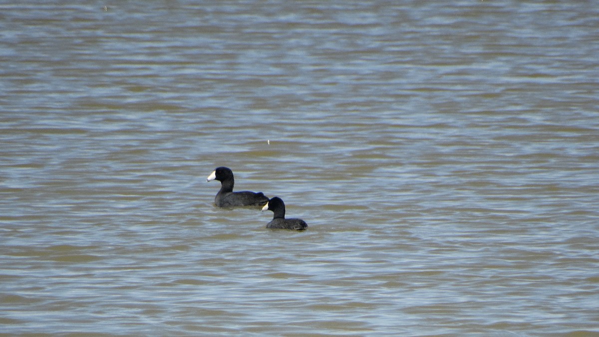 American Coot - ML382696021