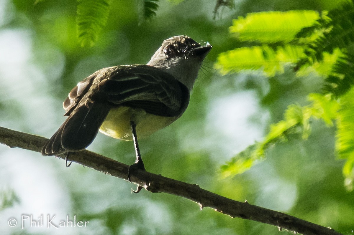 Dusky-capped Flycatcher - ML38269631