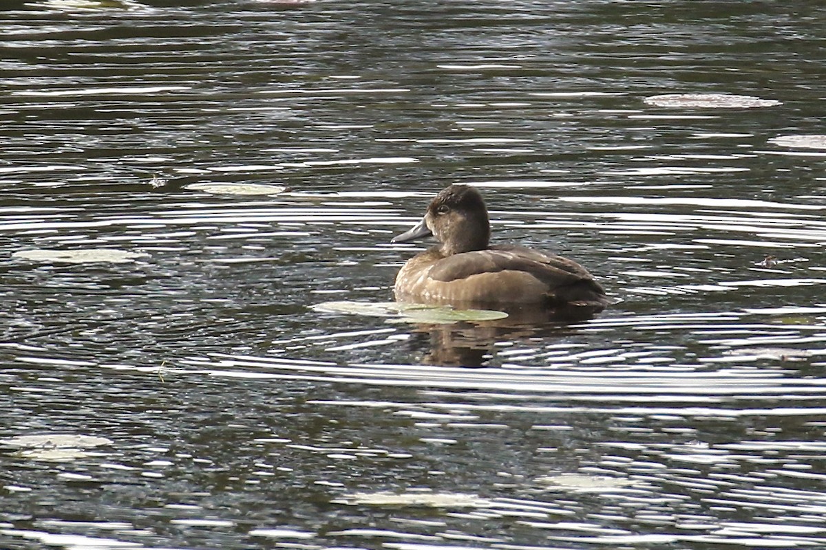 Ring-necked Duck - ML382697401