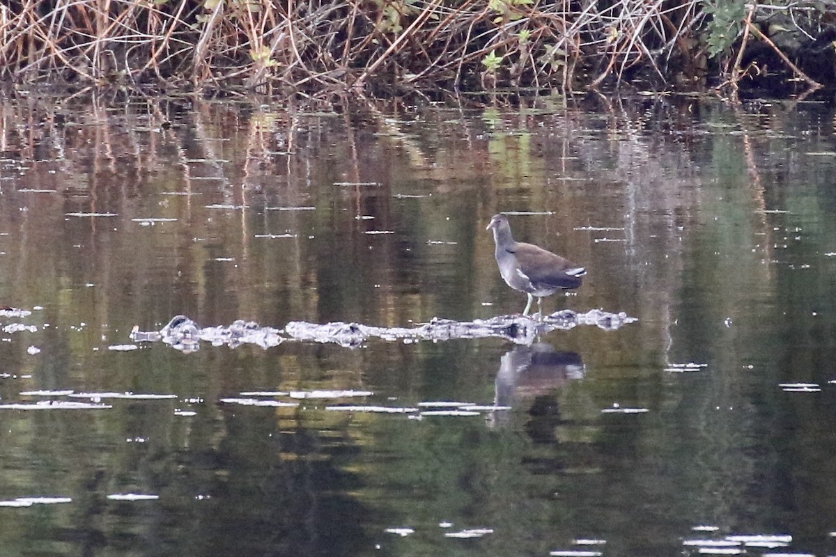 Common Gallinule - Nancy Villone