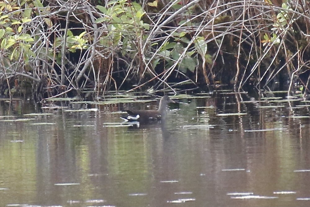 Common Gallinule - ML382697661