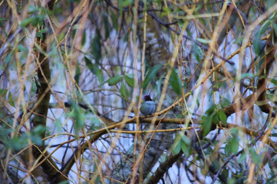 Anna's/Costa's Hummingbird - Mike Meyer