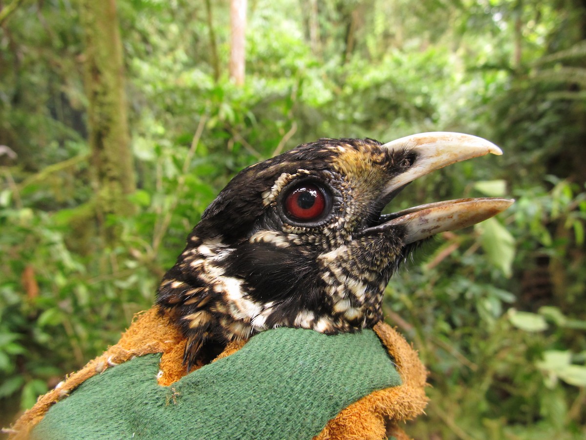 Huon Catbird - Benjamin Freeman