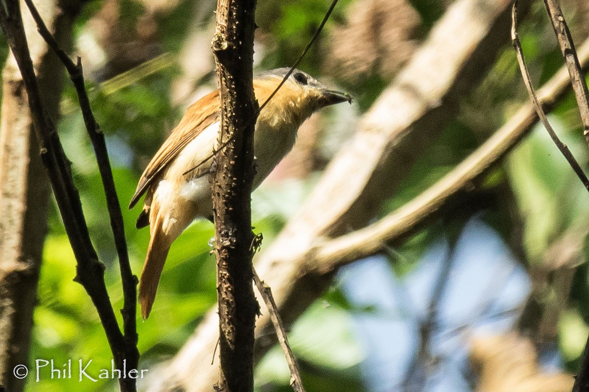 Chestnut-crowned Becard - Phil Kahler