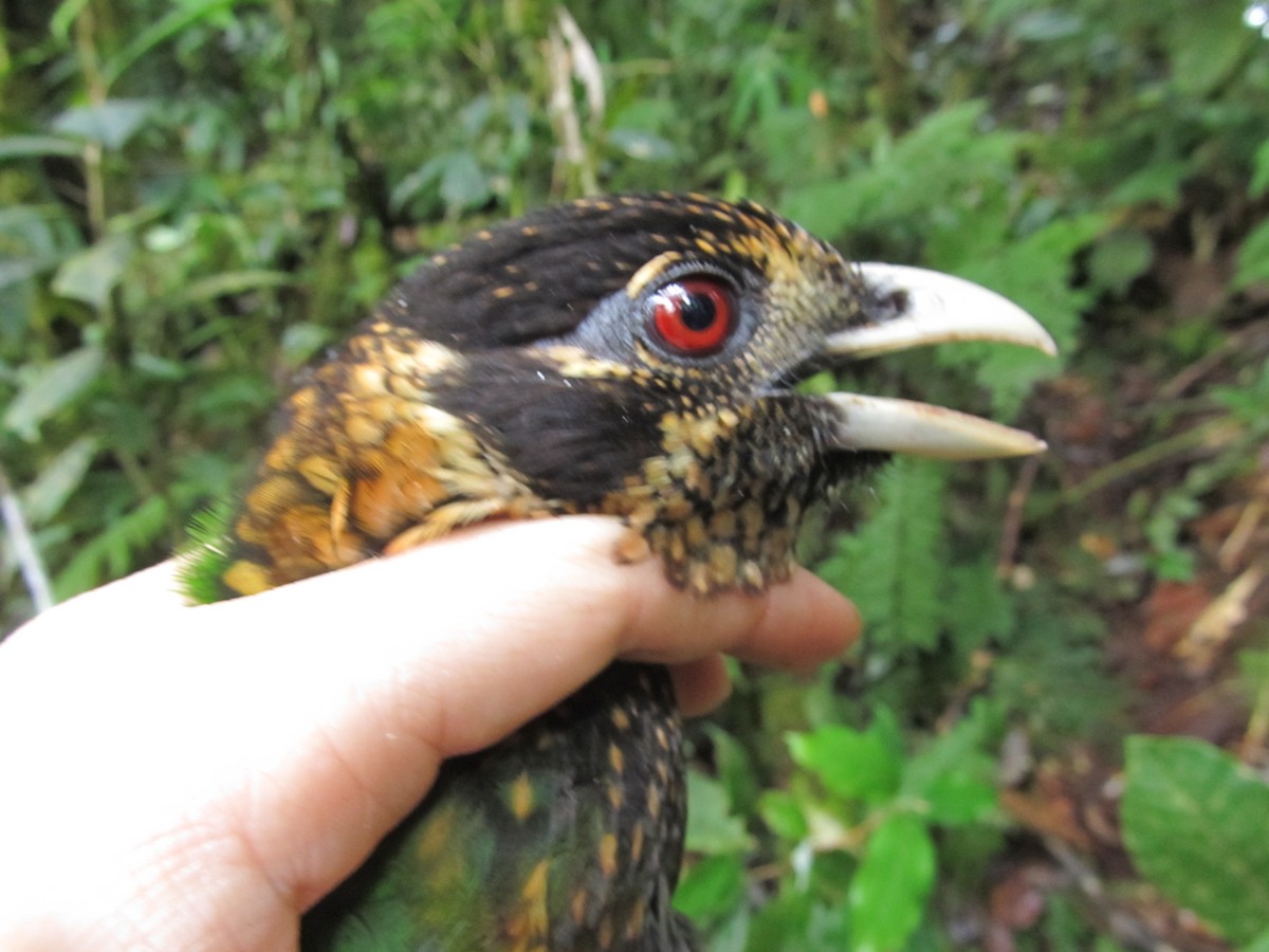 Black-eared Catbird (Black-capped) - ML382699621