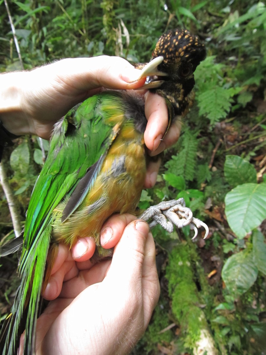 Black-eared Catbird (Black-capped) - ML382699651