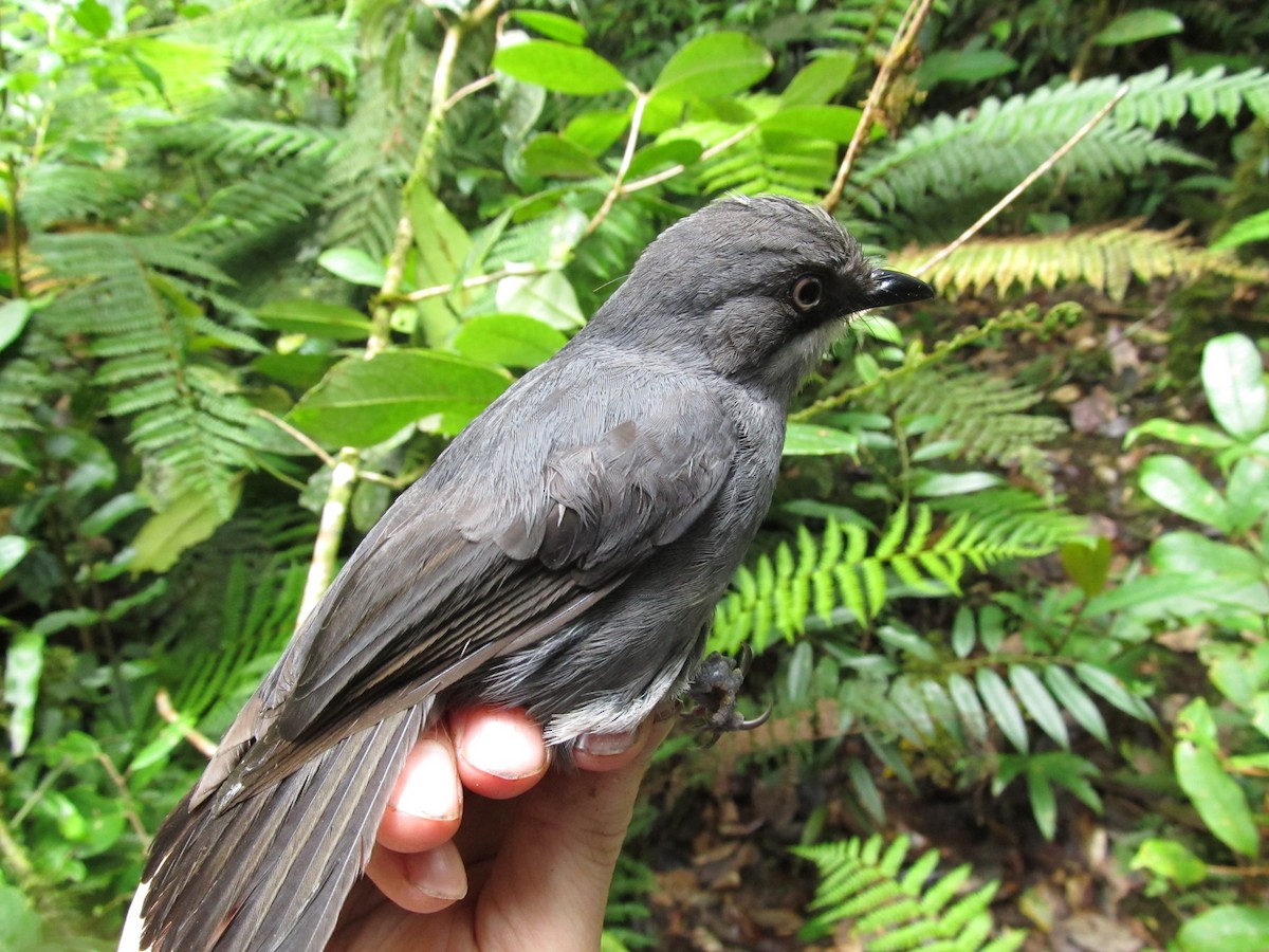 White-eyed Robin - ML382699701