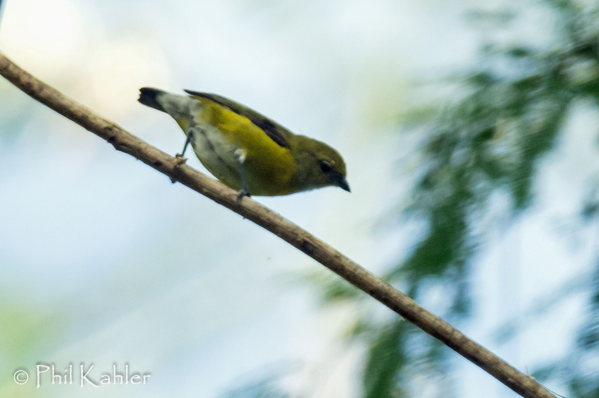 Purple-throated Euphonia - ML38270101