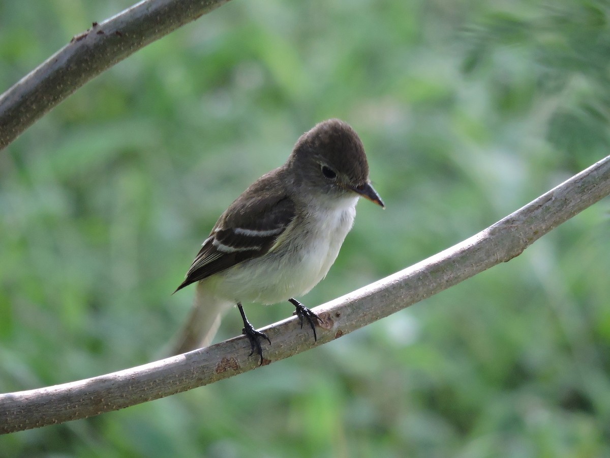 Alder Flycatcher - ML382701291