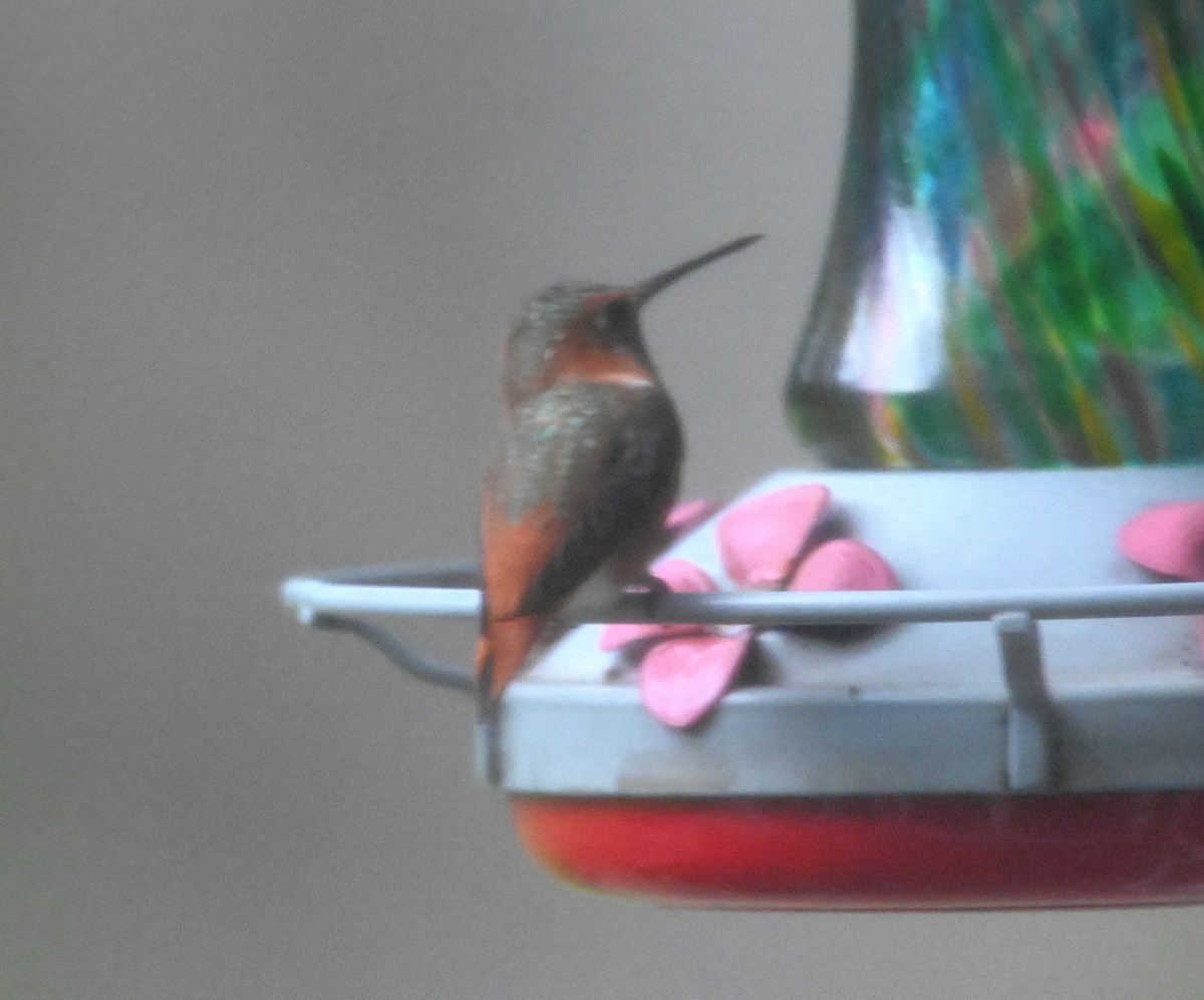 Allen's Hummingbird - ML382701681