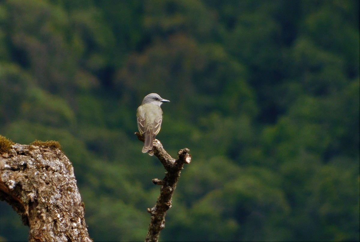Tropical Kingbird - Nicolás Bejarano
