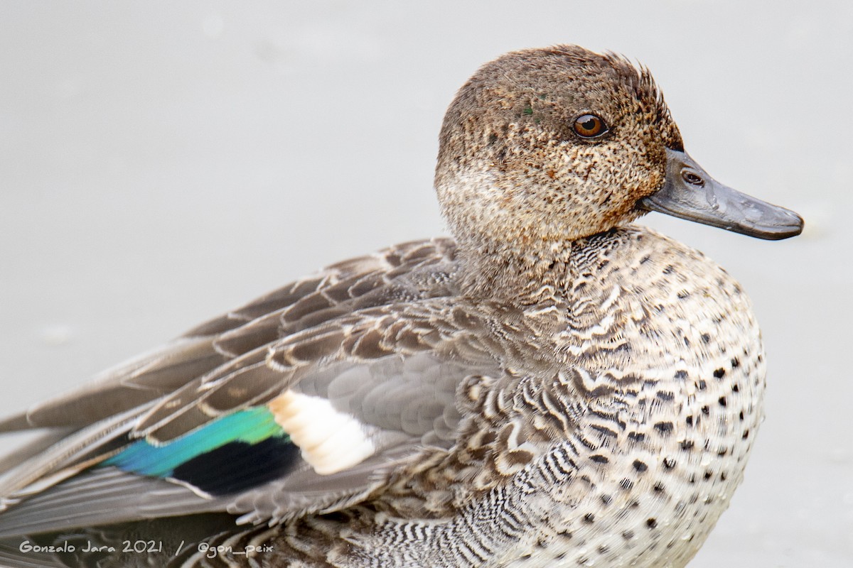 Green-winged Teal - ML382701891