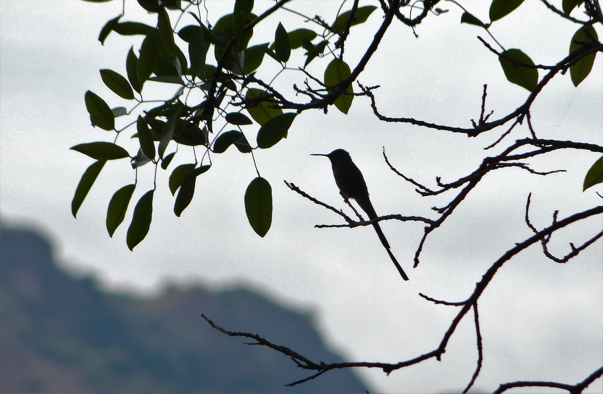 Colibrí Cometa - ML382702401