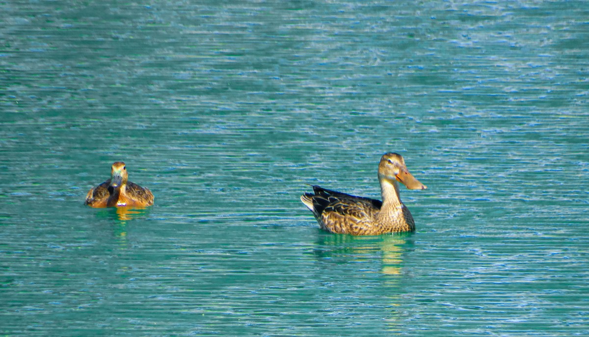 Northern Shoveler - ML382702571