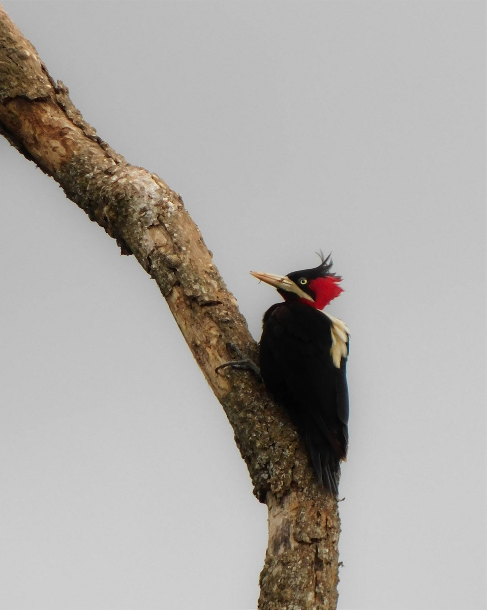 Picamaderos Dorsiblanco - ML382703291