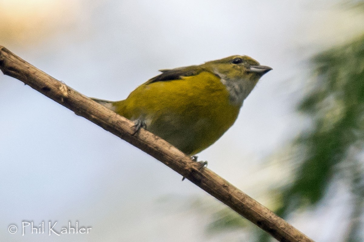 White-vented Euphonia - ML38270391