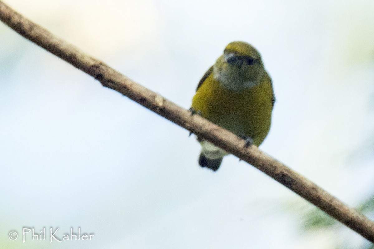 White-vented Euphonia - ML38270411