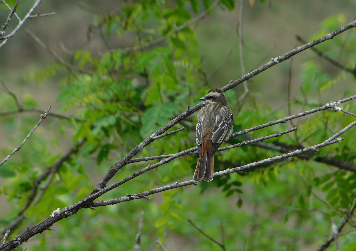 Tuquito Rayado - ML382704471