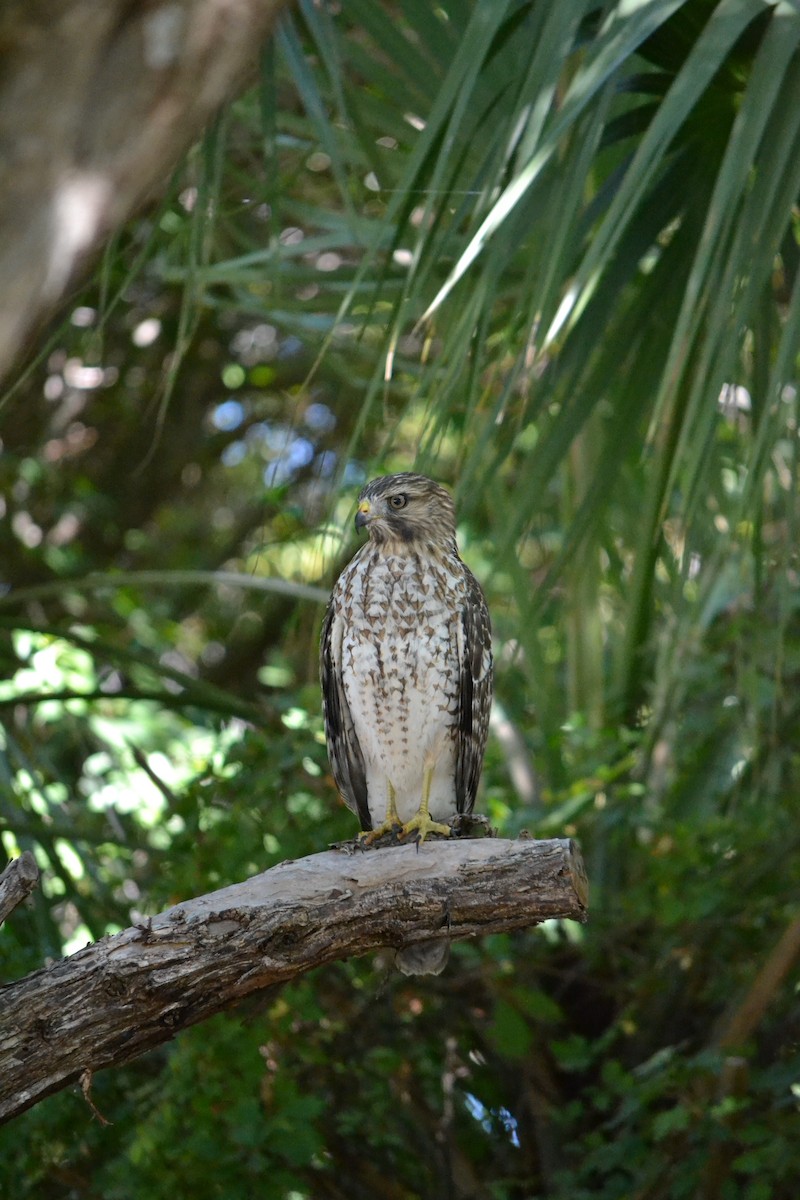 Red-shouldered Hawk - Paul Hutto