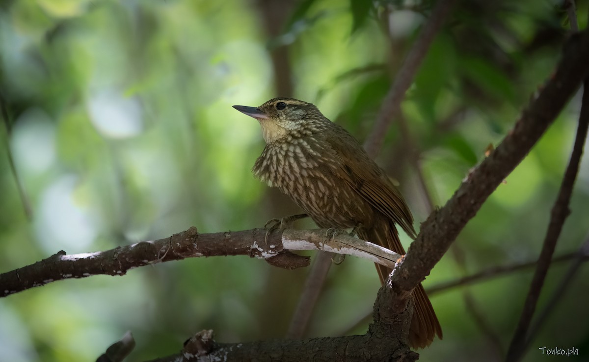 Buff-browed Foliage-gleaner - ML382705211