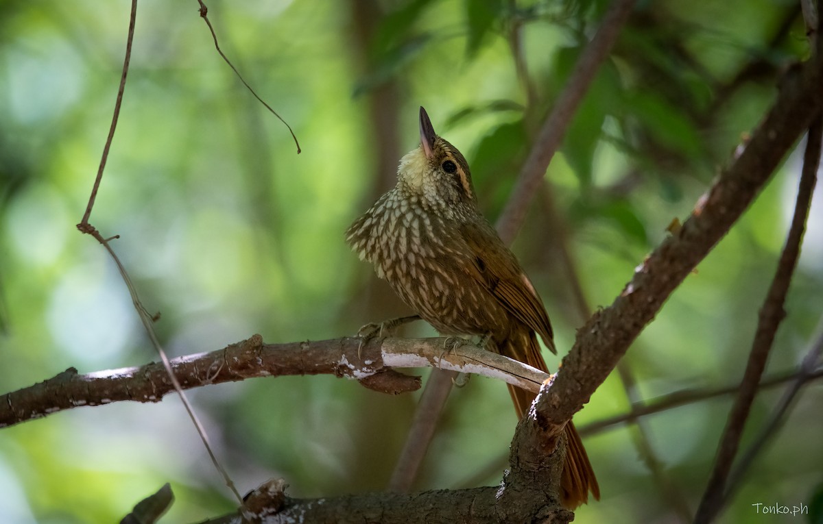 Buff-browed Foliage-gleaner - ML382705231