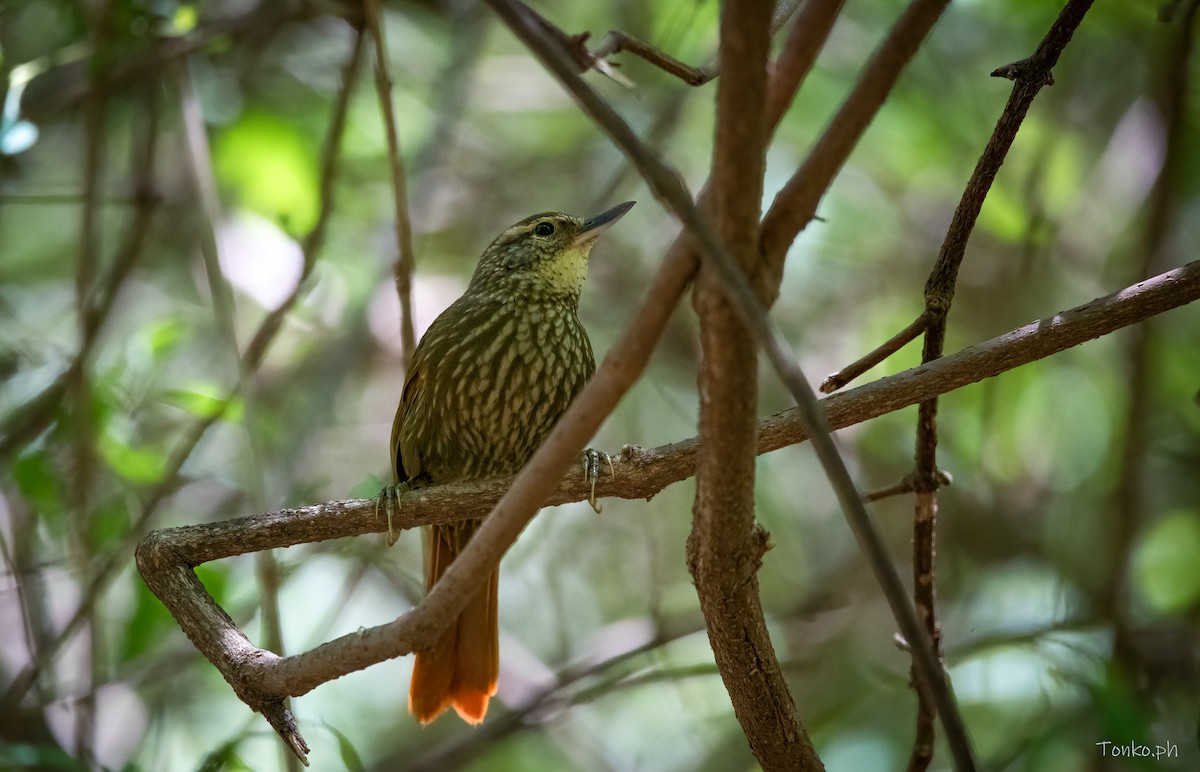 Buff-browed Foliage-gleaner - ML382705241