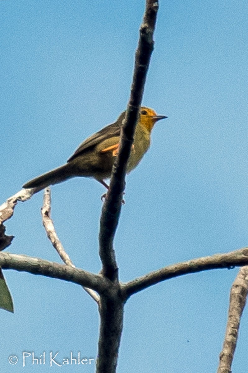 Orange-fronted Plushcrown - ML38270561