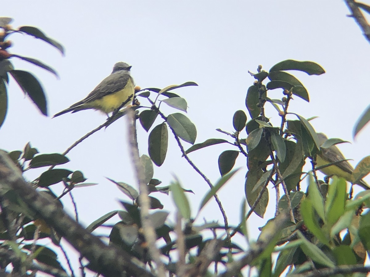 Western Kingbird - Travis Mangione