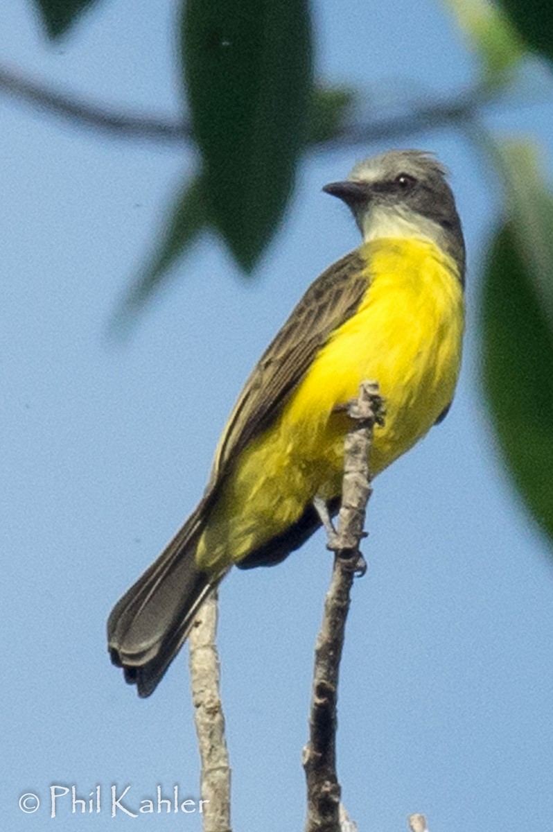 Gray-capped Flycatcher - ML38270661