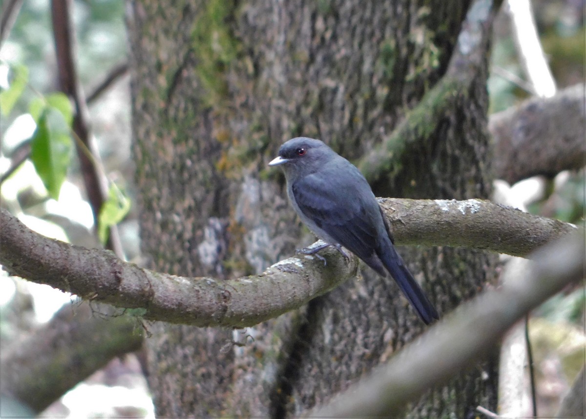 Plumbeous Black-Tyrant - ML382706741