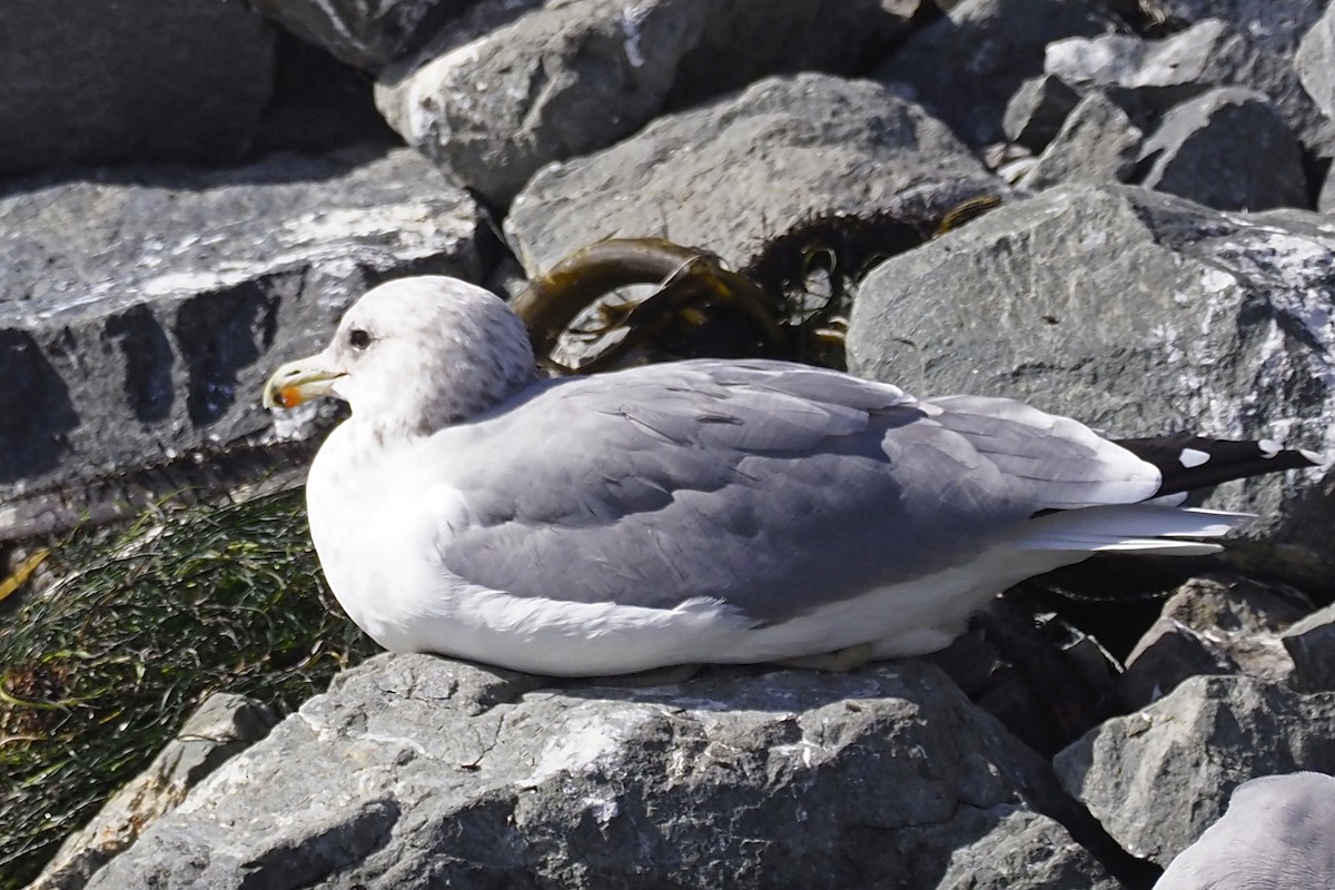 California Gull - Donna Pomeroy