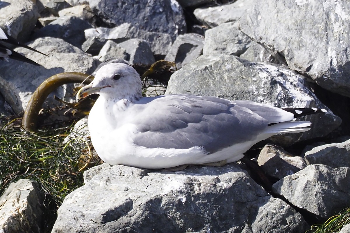 California Gull - ML382707431